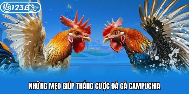 Những mẹo giúp thắng cược đá gà Campuchia