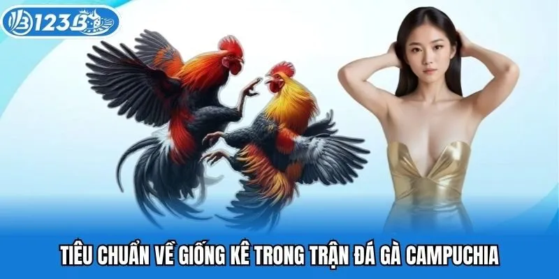 Tiêu chuẩn về giống kê trong trận đá gà Campuchia