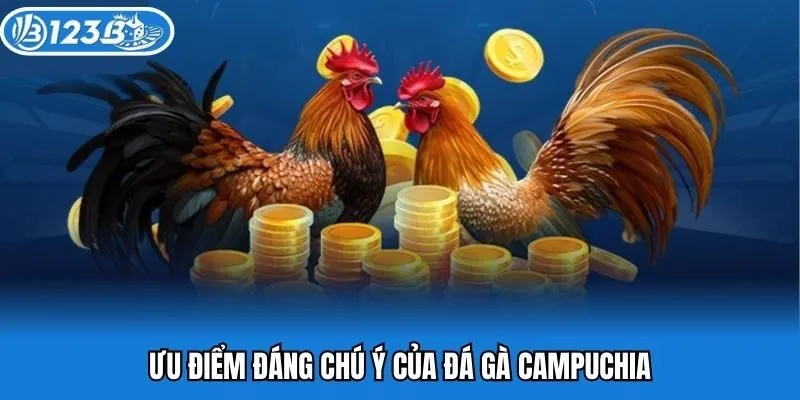 Ưu điểm đáng chú ý của đá gà Campuchia