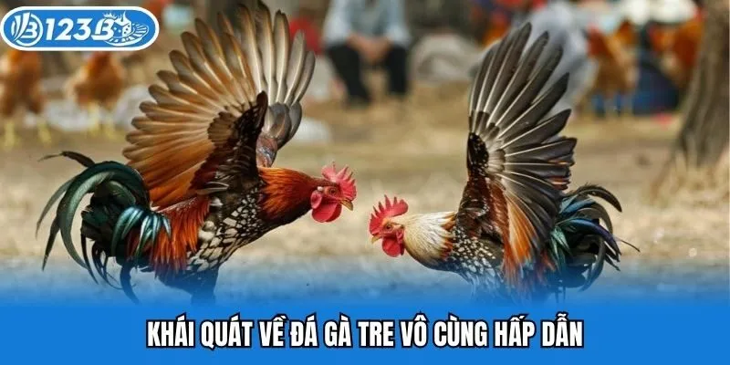 Khái quát về đá gà tre vô cùng hấp dẫn