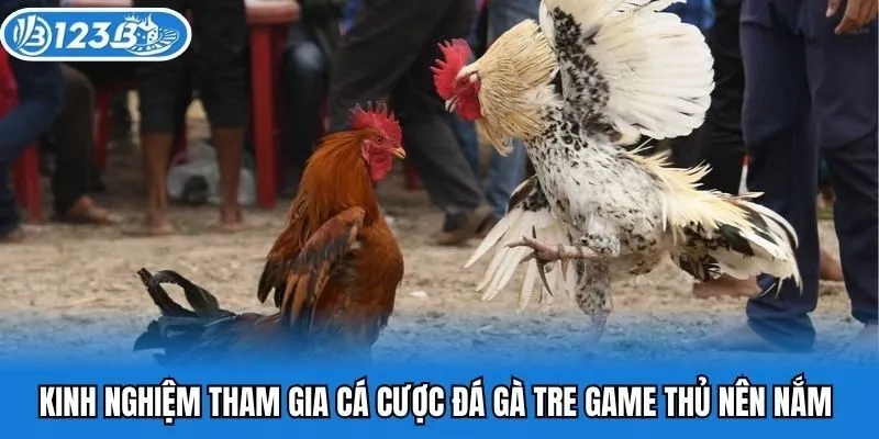 Kinh nghiệm tham gia cá cược đá gà tre game thủ nên nắm 