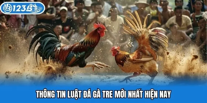Thông tin luật đá gà tre mới nhất hiện nay