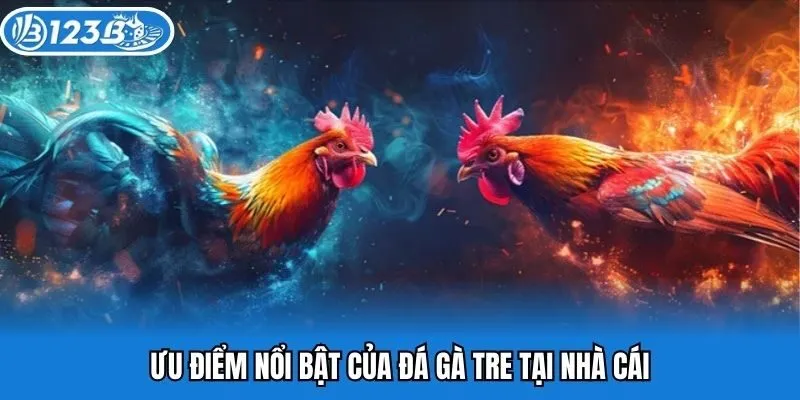 Ưu điểm nổi bật của đá gà tre tại nhà cái