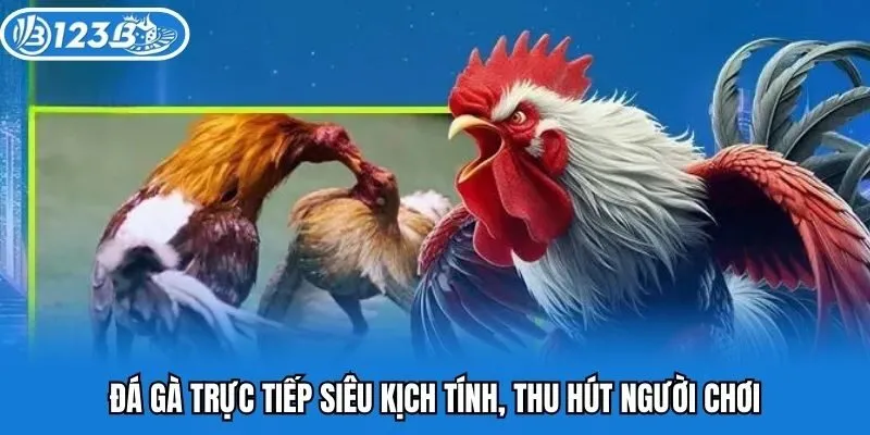 Đá gà trực tiếp siêu kịch tính, thu hút người chơi