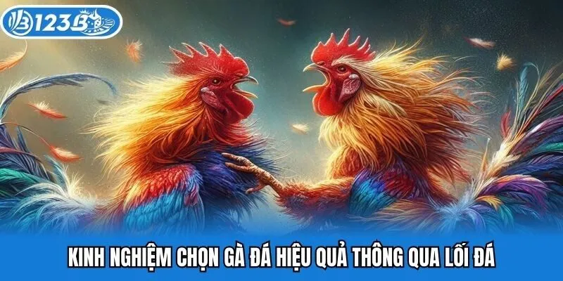 Kinh nghiệm chọn gà đá hiệu quả thông qua lối đá