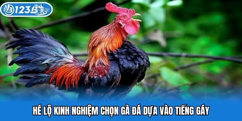 Hé lộ kinh nghiệm chọn gà đá dựa vào tiếng gáy