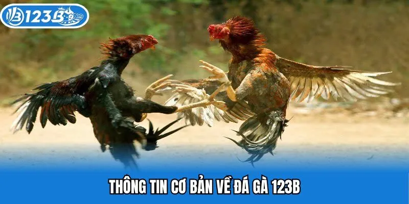 Thông tin cơ bản về đá gà 123B